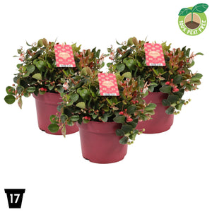 Gaultheria Big Berry – 17cm Pot, 30cm High