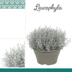 Cushion Bush (Leucophyta brownii) – 23cm Pot