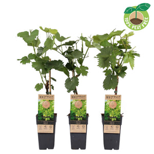 Himrod Seedless Grape Vine (Vitis vinifera) – 15cm Pot