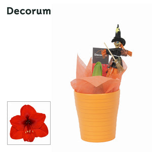 Red Hippeastrum ‘Amy’ – 12cm Ceramic Pot