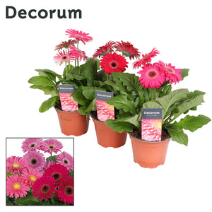 Pink Gerbera Flowering Houseplant – 12cm Pot