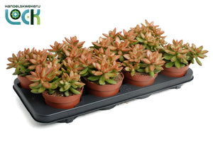 Golden Sedum (Sedum adolphii) – 12cm Pot