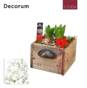 Hout Wooden Plant Arrangement – 14cm Pot