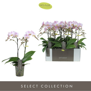 Purple Phalaenopsis Orchid – 3 Stem, 12cm Pot