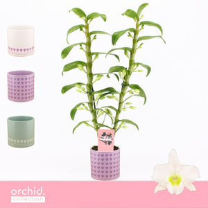 White Dendrobium Nobile Orchid – 12cm Pot, 50cm