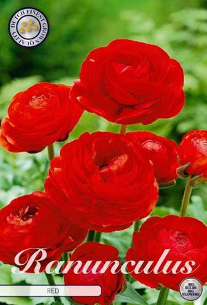 Red Ranunculus asiaticus Flower Bulbs – Pack of 10