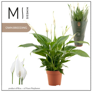 Peace Lily ‘Torelli’ (Spathiphyllum) – 12cm Pot
