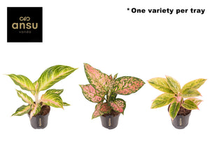 Aglaonema White Surprise – 12cm Pot