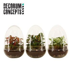 Small Mixed-Colour Terrarium Arrangement – 12.5cm Glass Pot