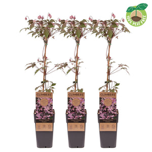 Clematis montana 'Rubens' – 15cm Pot, 60cm High
