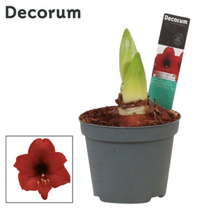 Red Hippeastrum Amaryllis ‘Top Choice’ – 9cm Pot