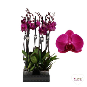 Phalaenopsis Orchid ‘Stellenbosch’ – 12cm Pot, 65cm