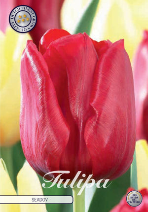Tulip ‘Seadov’ Triumph Bulbs – 12/+