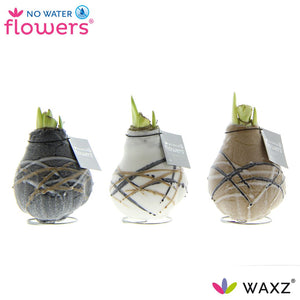 Mixed Colour Waxed Amaryllis (Hippeastrum) – 2 Stems