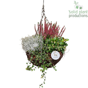 Salim Hanging Basket Arrangement – 26cm