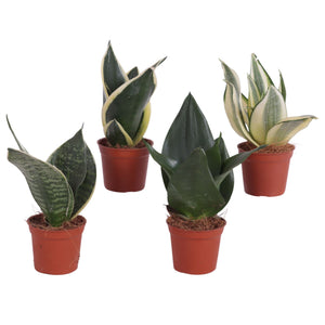 Mixed Sansevieria Trifasciata – 6cm Pot