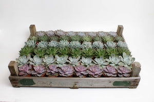 Mixed Succulent Plant Arrangement – 8.5cm Pot