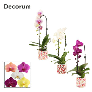 Mixed Phalaenopsis Orchid – 2 Stem, 12cm Ceramic Pot
