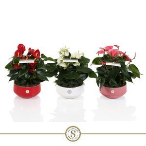 Mixed Anthurium Houseplant – 17cm Ceramic Pot