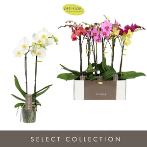 Mixed Phalaenopsis Orchid – 2 Stem, 12cm Pot