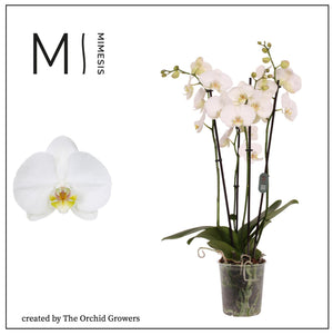 White Phalaenopsis Orchid – 4 Stem, 12cm Pot