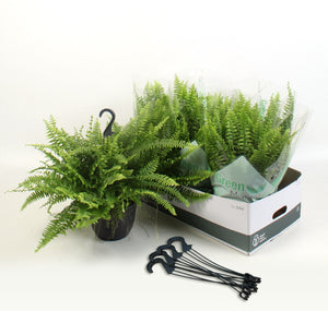 Boston Fern (Nephrolepis exaltata) – 19cm Pot