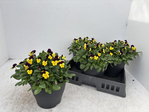 Viola Cornuta Garden Plant – 23cm Pot