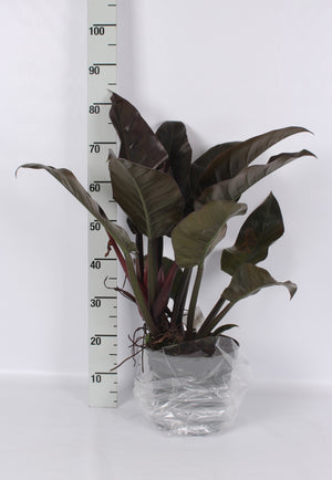 Philodendron Imperial Red – 24cm Pot, 90cm High