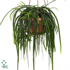 Bolivian Coral Cactus (Lepismium bolivianum) – 5.5cm Pot