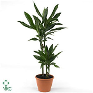 Janet Lind Corn Plant (Dracaena fragrans) – 27cm Pot