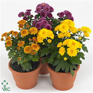 Chrysanthemum ‘Pat’ Garden Plant – 19cm Pot
