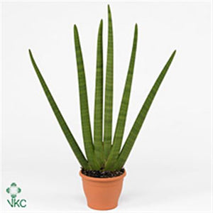 Cylindrical Snake Plant (Sansevieria cylindrica) – 16cm Pot