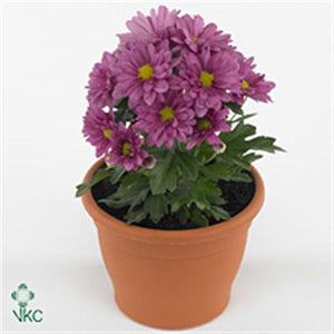 Pink Chrysanthemum (Chrysanthemum indicum Group) – 12cm Pot