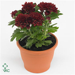 Red Chrysanthemum (Chrysanthemum indicum) – 12cm Pot