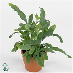 Blue Star Fern (Phlebodium aureum) – 14cm Pot