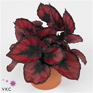 Rex Begonia ‘Red Kiss’ (Begonia rex) – 8.5cm Pot