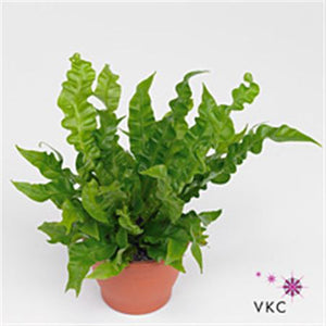 Crispy Wave Fern (Asplenium) – 13cm Stone-Look Pot