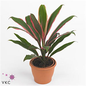 Cordyline Salsa – 12cm Pot, Approx. 40cm High