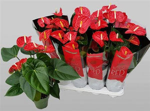 Red Anthurium Houseplant (Anthurium andraeanum) – 14cm Pot