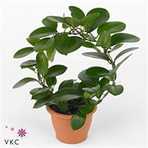Hoya Australis Wax Plant – 12cm Pot