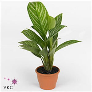 Aglaonema 'Stripes' – 17cm Pot, Approx. 75cm Tall