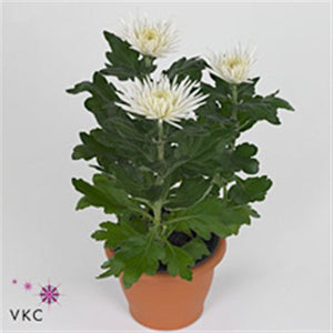 White Chrysanthemum ‘Anastasia’ – 12cm Pot