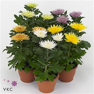 Mixed Chrysanthemum ‘Anastasia’ – 12cm Pot