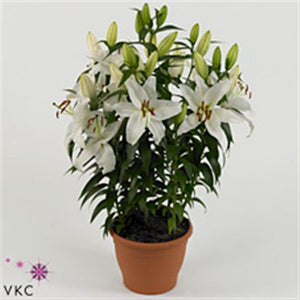 True Emotion Oriental Lily – 35cm Pot, 60cm High
