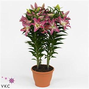 Pink Oriental Lily (Lilium Oriental Group) – 19cm Pot