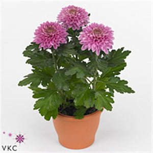 Zembla Chrysanthemum – 15cm Pot, 33cm High