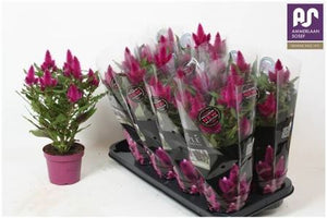 Deep Purple Celosia spicata – 12cm Pot