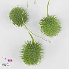 Ornamental Cucumis Fruit – Green