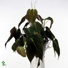 Philodendron ‘Micans’ – 12cm Pot
