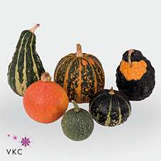 Decorative Ornamental Gourds – Cucurbita